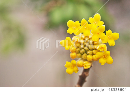 黄色いミツマタの花 48523604