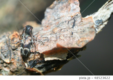 ニイジマチビカミキリ 48523622