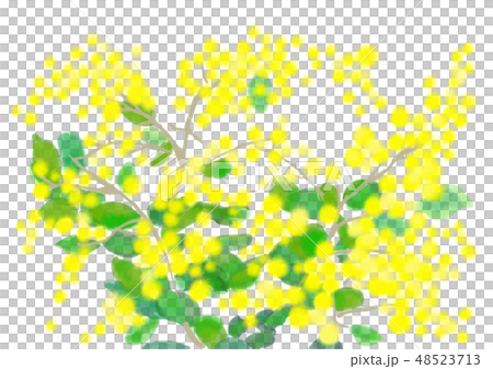 ミモザの花のイラスト素材