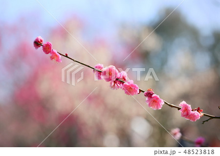 ピンクの梅の花 ピンクの梅の花 48523818
