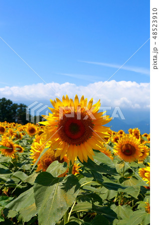 ひまわり　夏　家族　太陽　 48523910