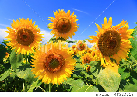 ひまわり 夏 太陽 青空の写真素材