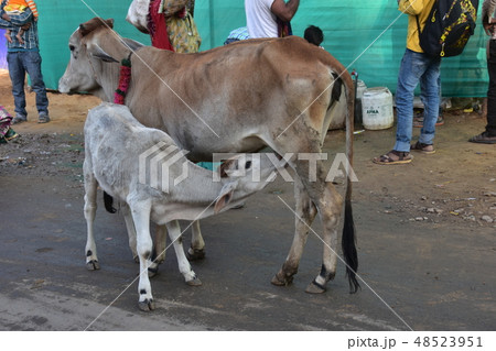 インドのラジャスタン州のプシュカル 街の道路に佇む牛の親子 子牛が母牛の母乳を飲む姿 インドのラジャスタン州のプシュカル 街の道路に佇む牛の親子 子牛が母牛の母乳を飲む姿 48523951
