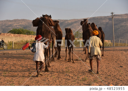インドのプシュカル 砂漠を移動するラクダの群れ ラクダの世話をするラクダ使いの男性 インドのプシュカル 砂漠を移動するラクダの群れ ラクダの世話をするラクダ使いの男性 48523955