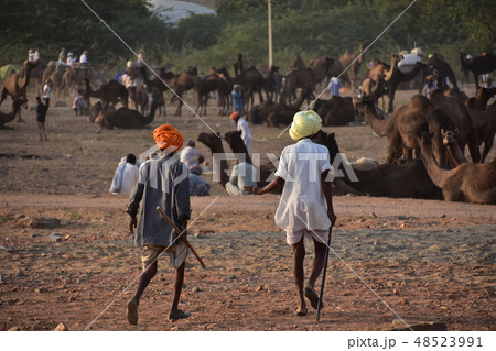 インドのプシュカル　砂漠に集まるラクダの群れ　砂漠を歩くターバンを巻いたラクダ使いの男性 48523991