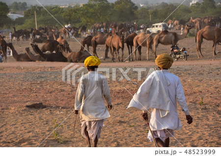 インドのプシュカル　砂漠に集まるラクダの群れ　砂漠を歩くターバンを巻いたラクダ使いの男性 48523999