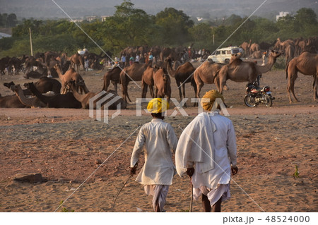 インドのプシュカル　砂漠に集まるラクダの群れ　砂漠を歩くターバンを巻いたラクダ使いの男性 48524000