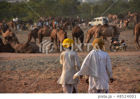 インドのプシュカル 砂漠に集まるラクダの群れ 砂漠を歩くターバンを巻いたラクダ使いの男性 インドのプシュカル 砂漠に集まるラクダの群れ 砂漠を歩くターバンを巻いたラクダ使いの男性 48524001
