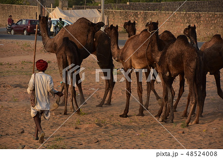 インドのプシュカル 砂漠を移動するラクダの群れ ラクダの世話をするラクダ使いの男性 インドのプシュカル 砂漠を移動するラクダの群れ ラクダの世話をするラクダ使いの男性 48524008