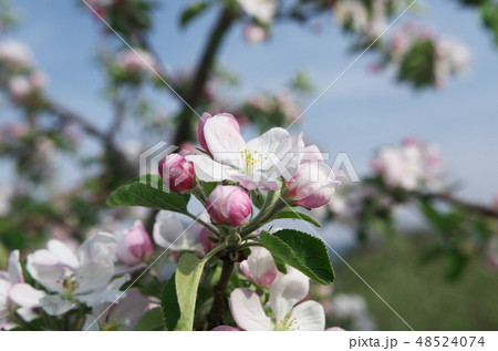 リンゴの花 アップルロード横のリンゴ畑の写真素材