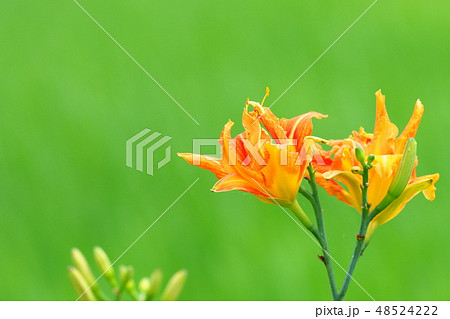 ヤブカンゾウの花 48524222