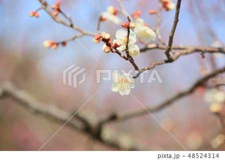 白梅の花 48524314
