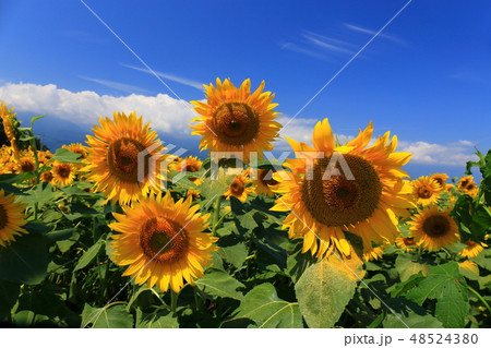 ひまわり 夏 太陽 青空の写真素材