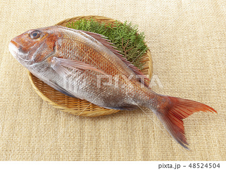 真鯛の写真素材
