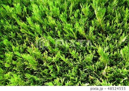 新緑が芽吹いた横浜ズーラシア動物園の生垣 新緑が芽吹いた横浜ズーラシア動物園の生垣 48524555