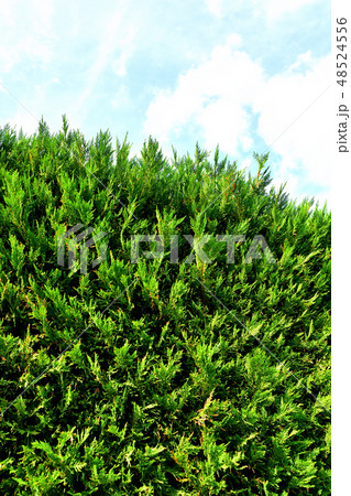 新緑が芽吹いた横浜ズーラシア動物園の生垣 48524556