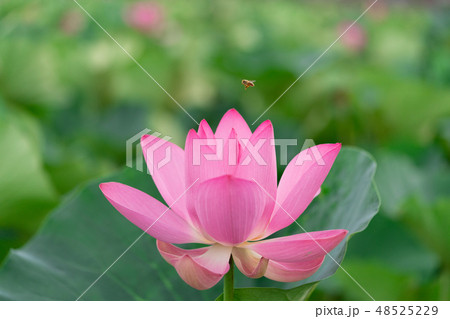 ハスの花とミツバチ ハスの花とミツバチ 48525229