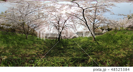 桜パノラマ写真(VR360°素材) 桜パノラマ写真(VR360°素材) 48525384