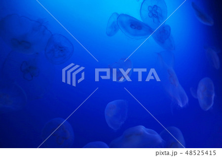 ミズクラゲ 48525415