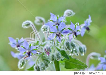 青い花 ボリジ ルリヂシャ 学名 Borago Officinalis の写真素材