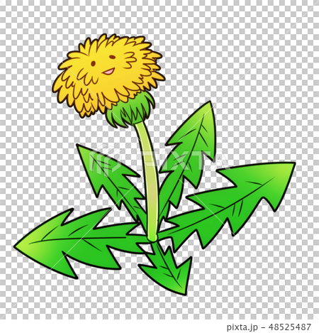 Dandelion 48525487
