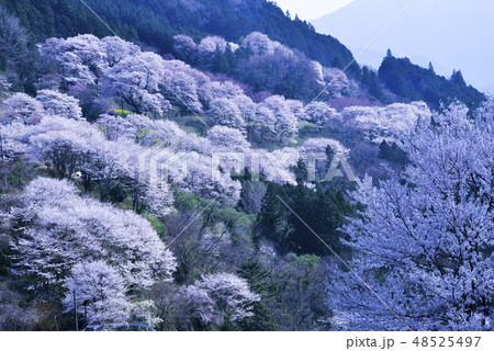 春爛漫のひょうたん桜 春爛漫のひょうたん桜 48525497