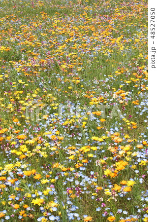 一面に広がるワイルドフラワー 一面に広がるワイルドフラワー 48527050