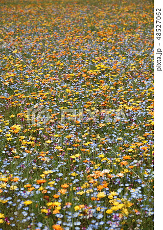 一面に広がるワイルドフラワー 48527062