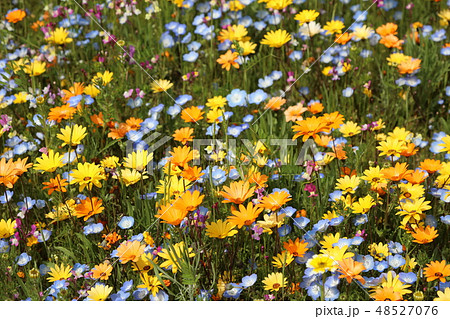一面に広がるワイルドフラワー 48527076