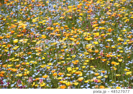一面に広がるワイルドフラワー 48527077