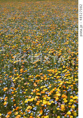 一面に広がるワイルドフラワー 48527082