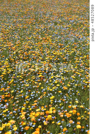 一面に広がるワイルドフラワー 48527089
