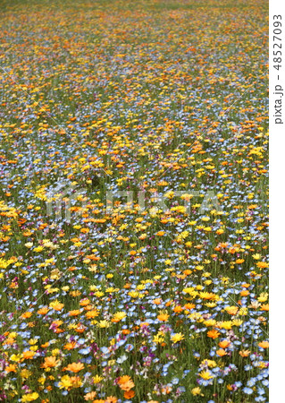 一面に広がるワイルドフラワー 48527093