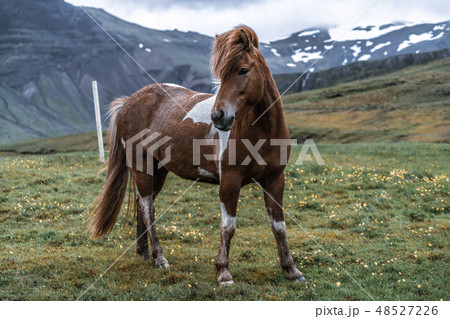 Icelandic horse in scenic nature of Iceland. 48527226