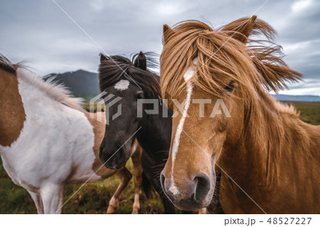 Icelandic horse in scenic nature of Iceland. 48527227