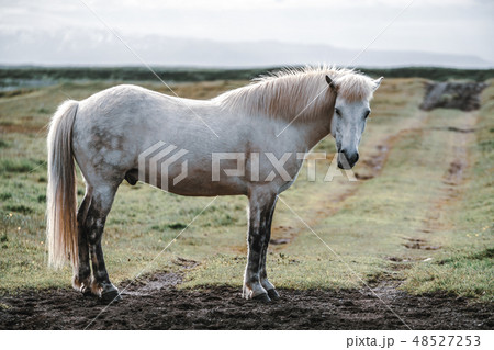 Icelandic horse in scenic nature of Iceland. 48527253