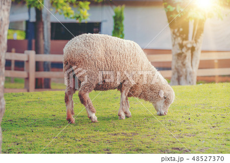 Sheep on green grass field in farm house. 48527370