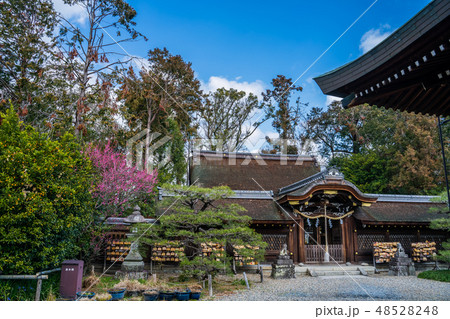 梅が満開の梅宮大社 48528248