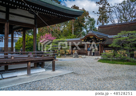 梅が満開の梅宮大社 48528251