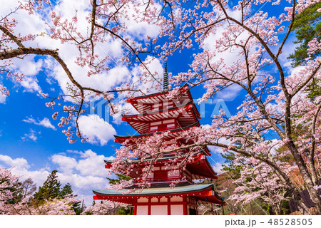（山梨県）日本の美・桜咲いた新倉山浅間公園・忠霊塔 48528505