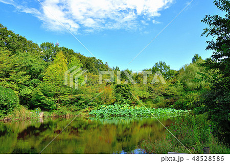 ズーラシア動物園内の池のある公園の風景 ズーラシア動物園内の池のある公園の風景 48528586