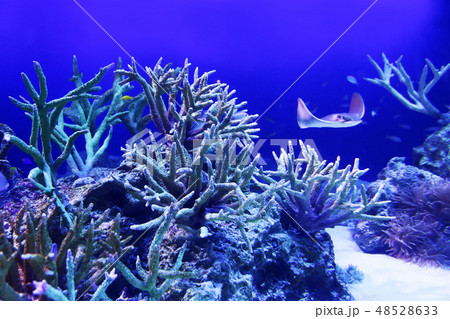 サンゴ 48528633