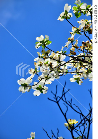 青空に映えるハナミズキ 青空に映えるハナミズキ 48528835