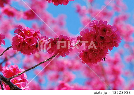 台湾 桜 さくら 48528958