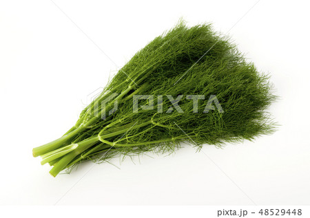 フェンネル(ウイキョウ) フェンネル(ウイキョウ) 48529448