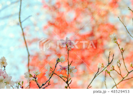 四季桜と紅葉 四季桜と紅葉 48529453