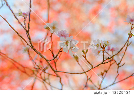 四季桜と紅葉 四季桜と紅葉 48529454