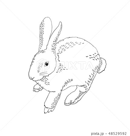 Rabbit hand drawn style. Rabbit hand drawn style. 48529592