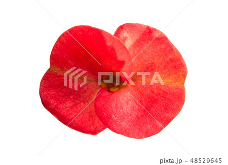 Euphorbia Flower Mile Isolated 48529645