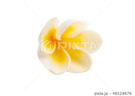 frangipani flower isolated 48529676